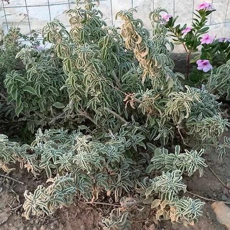 فيلا Korali House كالاماكي المظهر الخارجي الصورة