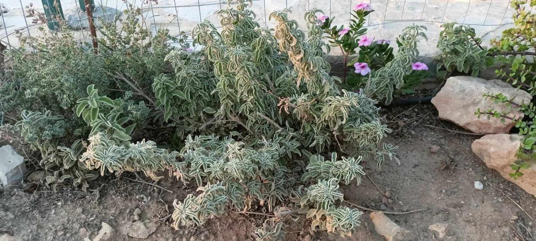 فيلا Korali House كالاماكي المظهر الخارجي الصورة
